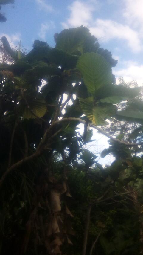 Breadfruit