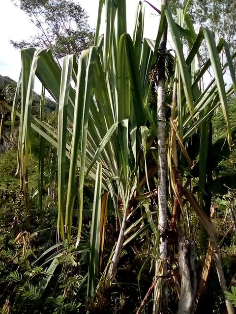 Pandanus nut palm