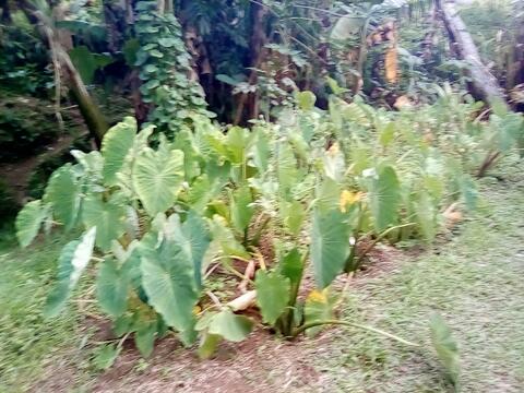 Tradional taro