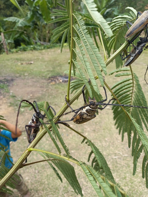 Breadfruit beetles on a branch