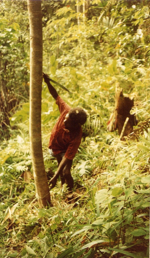 a man measuring a yuä tree to cut a length of bark
