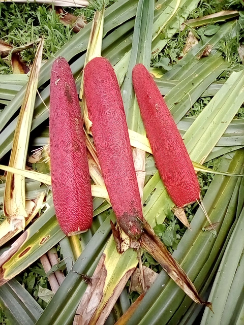 pandanus fruit