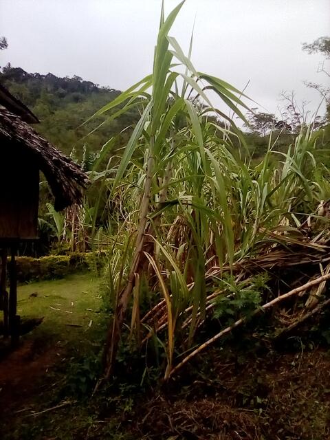 Many sugar canes