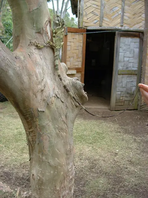 a large lizard on a tree