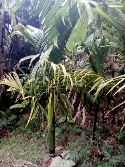 Betalnut palm