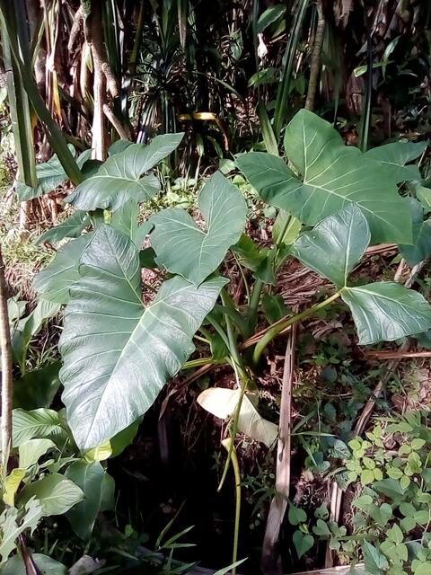 Chinese taro standing