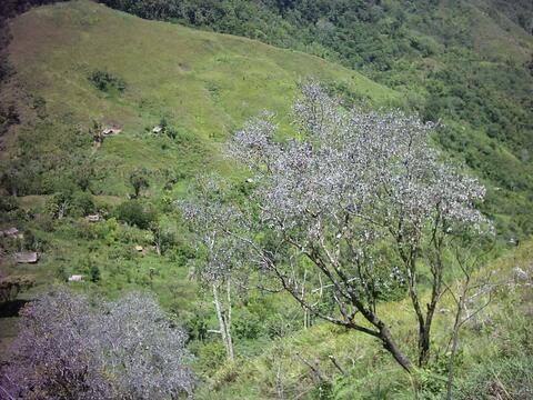 a Ttawa tree growing on a hillside