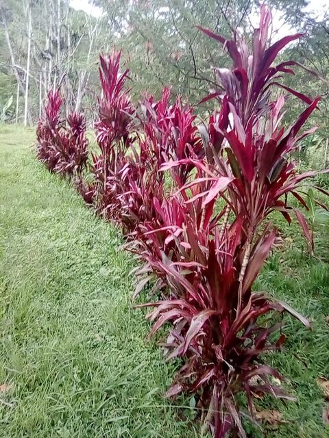 Red tanget
