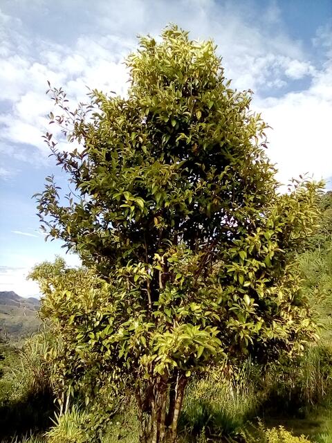 A tree