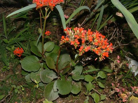 a small plant with an orange flower