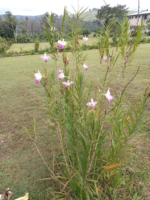 ground orchid with purple flower