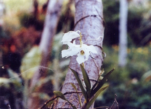 an white orchid flower